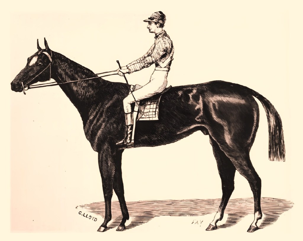 Historical drawing of the racehorse Aristides